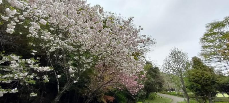 二上山ふるさと公園も八重桜が綺麗。